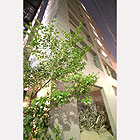 �ޥ󥹥꡼�ޥ󥷥�� ��� LuxuryTower�����ƻ��EAST