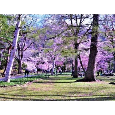 【新規OPEN】COSOJIマンスリーシティハイム1｜ネット無料★アクセス良好★眺望◎★観光スポット円山公園近くの物件地図